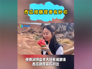 西瓜增糖提香有妙招，使用潤博盛親大地有機酵素，西瓜甜度前后對比