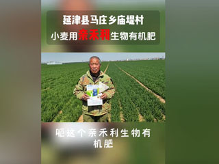 小麥使用親禾利生物有機肥，延津縣馬莊鄉廟堤村農戶(hù)感言
