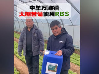 大棚苦菊使用RBS微生物菌劑 中牟縣萬(wàn)灘鎮農戶(hù)使用感言