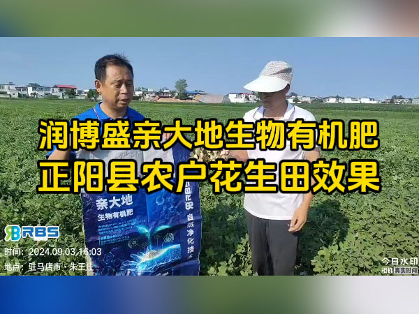 正陽(yáng)縣農戶(hù)使用潤博盛親大地生物有機肥花生田效果